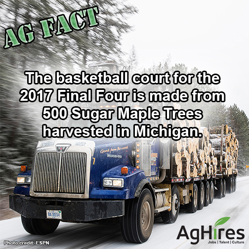 Basketball Court Made from 500 Sugar Maple Trees